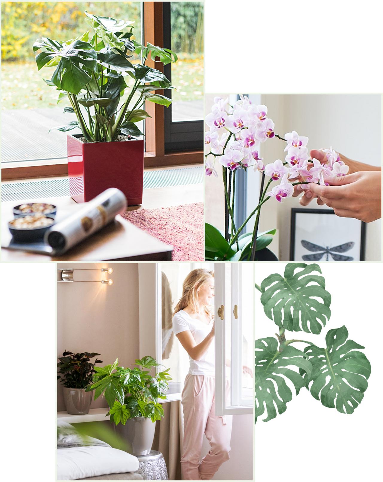 le_tw-indoorplants_abstauben_1