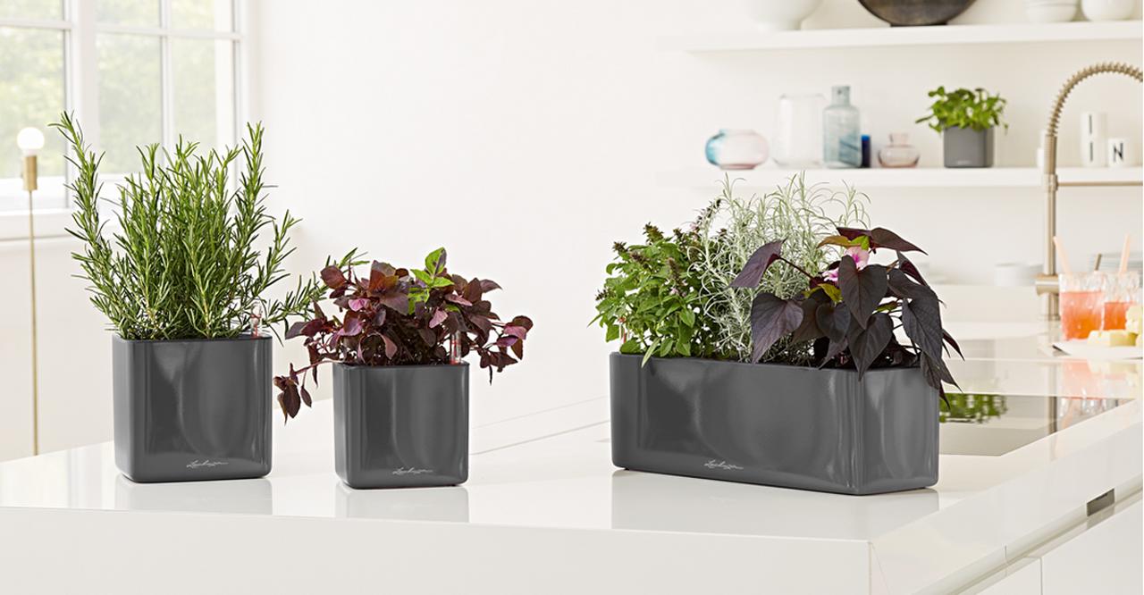 le_tw-indoorplants_abstauben_glossy le_tw-indoorplants_abstauben_glossy