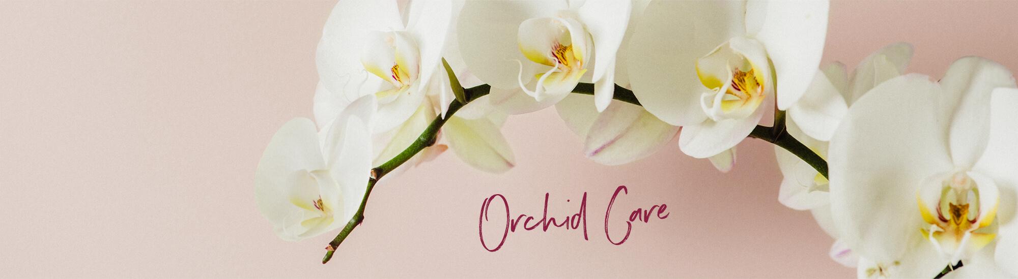 Tipps und Tricks zur Orchideenpflege