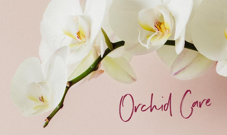 Tipps und Tricks zur Orchideenpflege